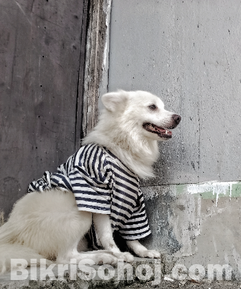 german spitz